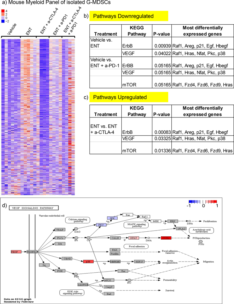 Gene-expression heatmap of isolated G-MDSCs with an annotated VEGF signaling pathway diagram