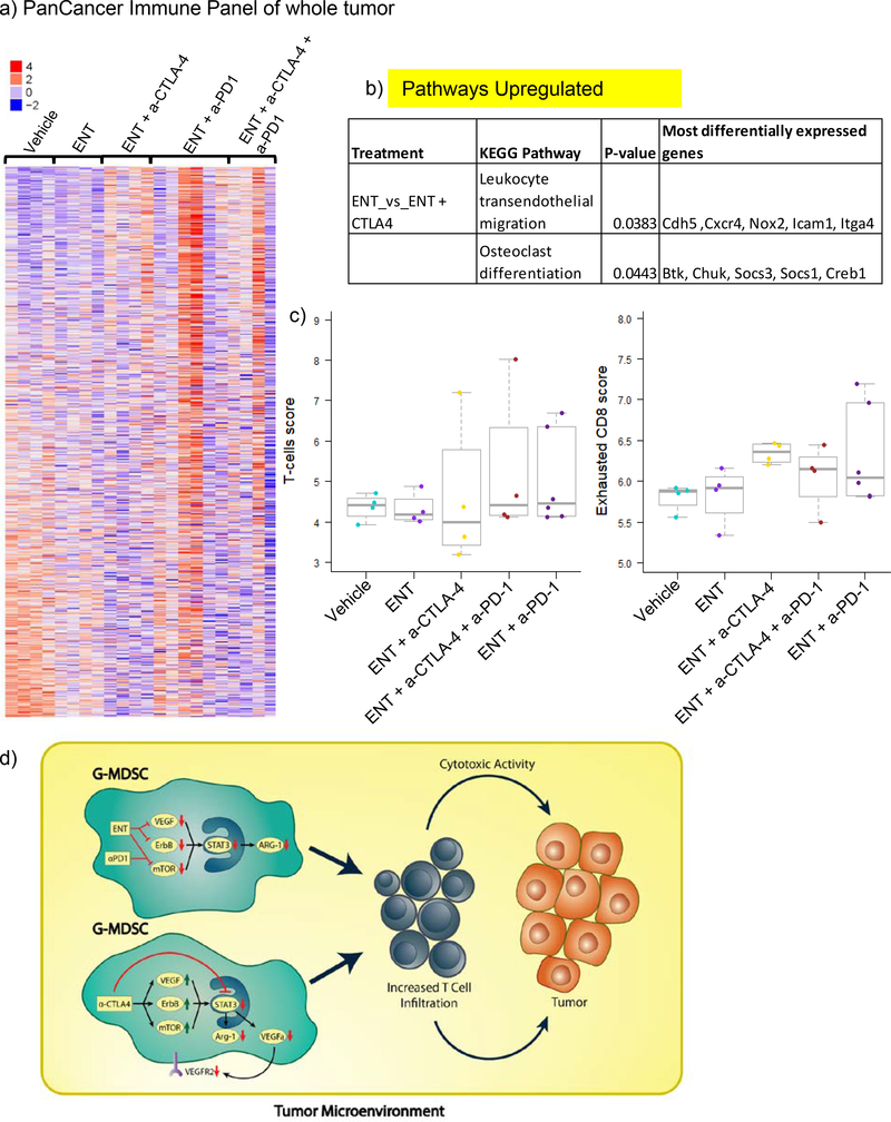 Proposed-mechanism schematic and immune profiling showing entinostat plus checkpoint inhibitors reprogramming G-MDSCs and macrophages to increase T-cell infiltration