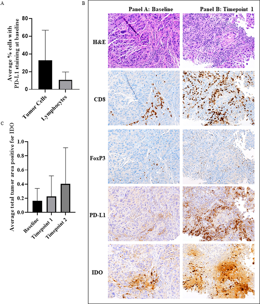 Grid of H&E and immunohistochemistry stains for CD8, FoxP3, PD-L1 and IDO comparing baseline versus on-treatment biopsies
