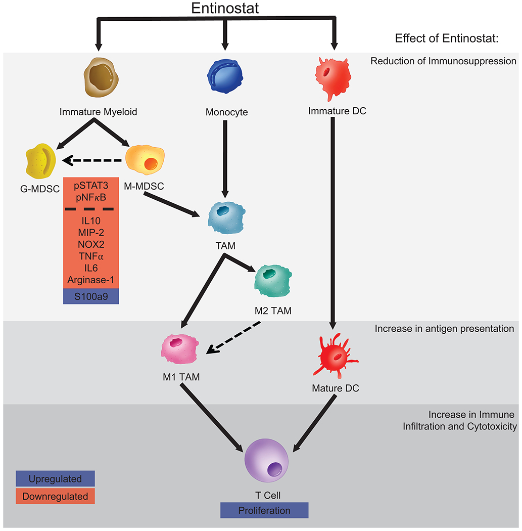 Schematic model of entinostat reprogramming myeloid cells toward anti-tumor phenotypes via STAT3 and NF-kappaB