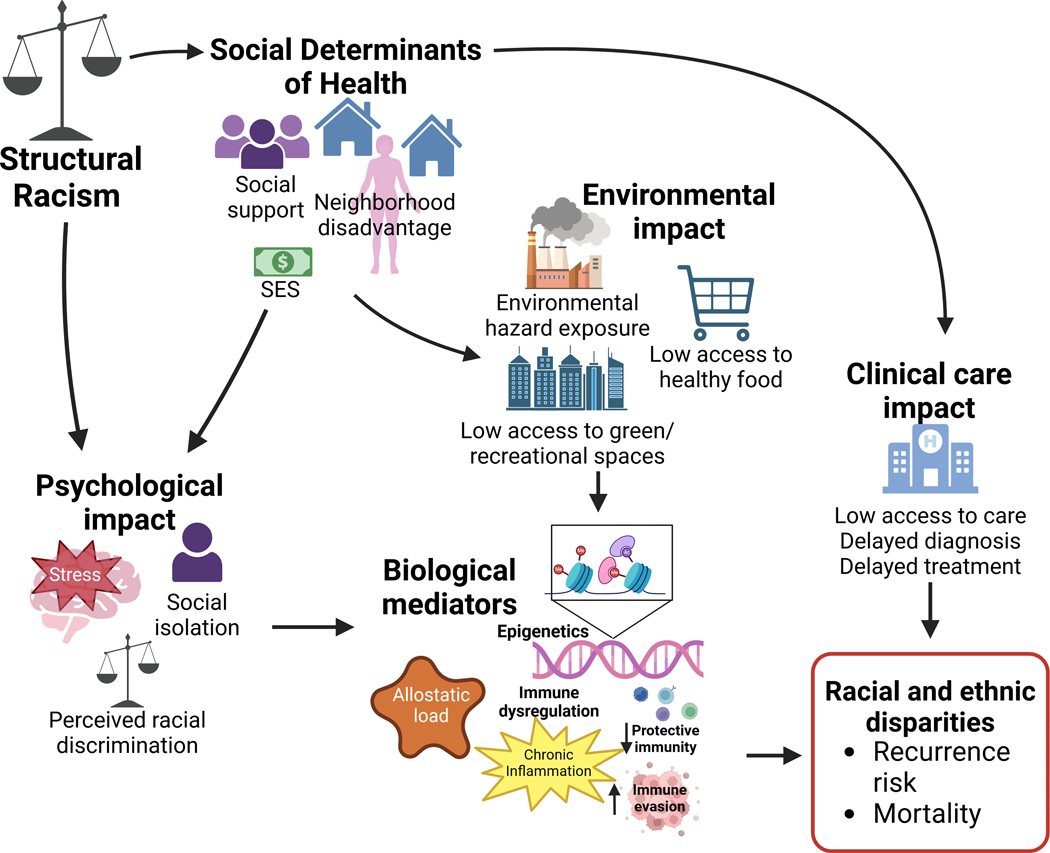 Conceptual diagram linking structural racism and social determinants of health to breast cancer disparities via biological mediators