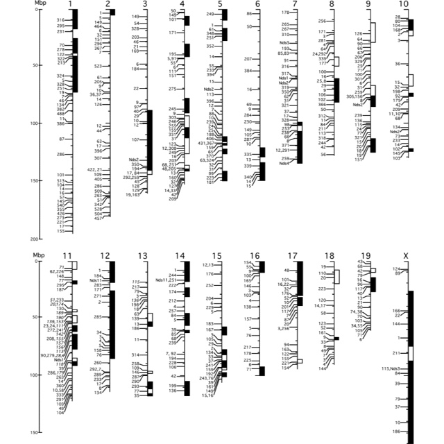Chromosome-by-chromosome microsatellite marker map for the C57BLKS/J mouse strain.