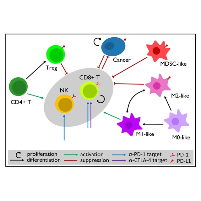 Figure 1B: Cell interactions and immune checkpoint inhibitor targets in the breast-to-lung metastasis model.