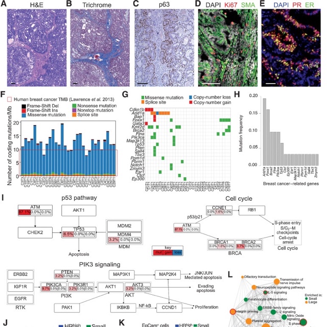 Histology and molecular features of NMU-induced hormone-dependent mammary tumors.
